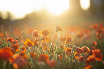 高清早晨阳光花朵自然摄影图