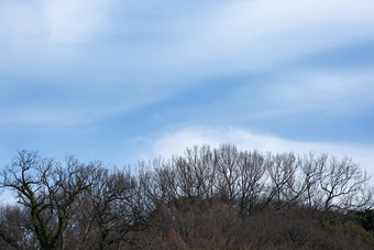 落叶<strong>枯树</strong>天空摄影图