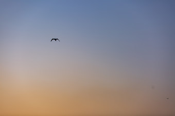 落日余晖飞鸟摄影图