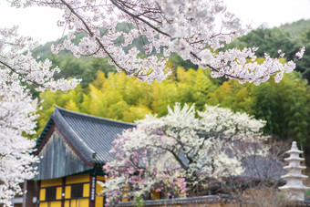 白天唯美樱花树下的日式建筑