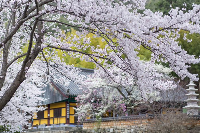 浪漫樱花树下的日式建筑