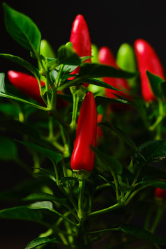 红色辣椒植物摄影图
