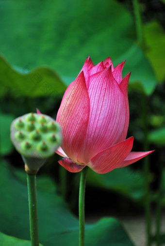 粉红色荷花<strong>莲蓬</strong>植物