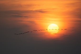 夜晚美丽夕阳中飞翔的小鸟