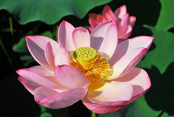 粉红色莲花荷花植物摄影图