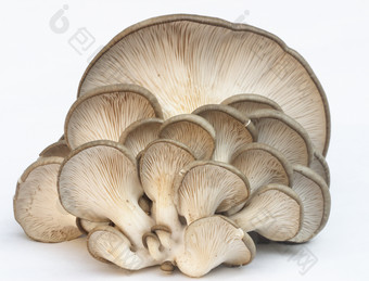 蔬菜菌类蘑菇摄影图