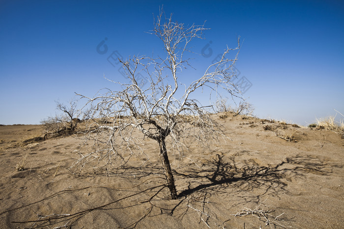 蓝天干涸的土地上的枯树