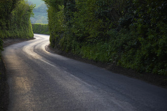 弯曲公路边的植物摄影图