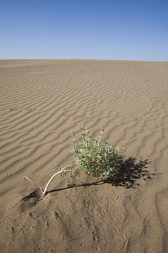 沙漠上的小树苗摄影图