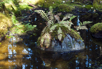 水生植物河水摄影图