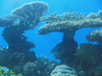 深海里面的珊瑚摄影