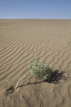 沙地上的一株植物