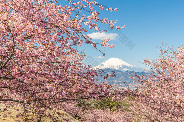 河津佐加良和山富士在春暖花开的季节