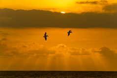 海洋的夕阳的天空的云朵酸涩飞行的鸟类