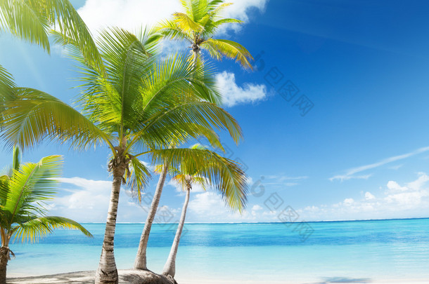 加勒比海和<strong>椰子树</strong>