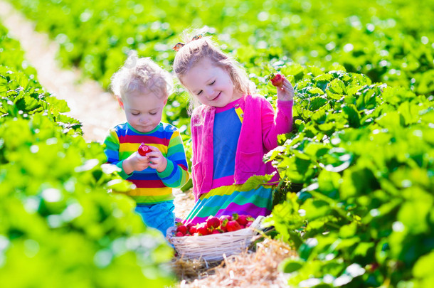 孩子们在一个农场，采摘<strong>新鲜</strong>草莓
