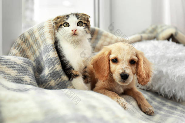 可爱的小猫和小狗在室内格子下