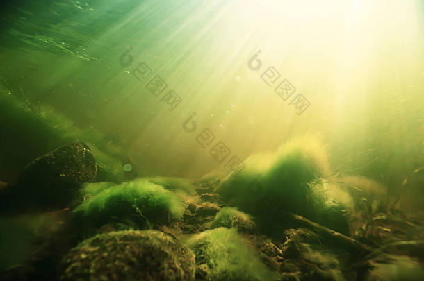 海藻与草湖生态系统水下研究 
