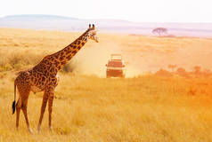 长颈鹿在 safari 吉普车看夕阳