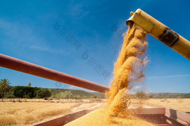 小麦收获期