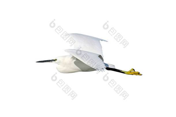 小白鹭 (白鹭 garzetta) 在飞行, 孤立的白色背景, 切出