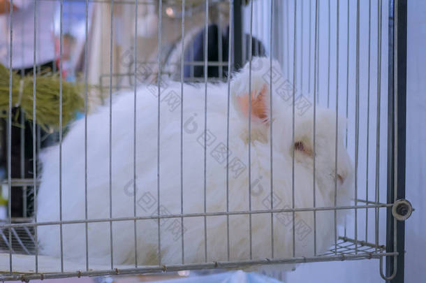 毛绒绒白色安哥拉兔在笼中的农业动物<strong>展销会</strong>上，市场