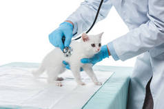 由白色背景的听诊器检测小猫的兽医裁剪图像