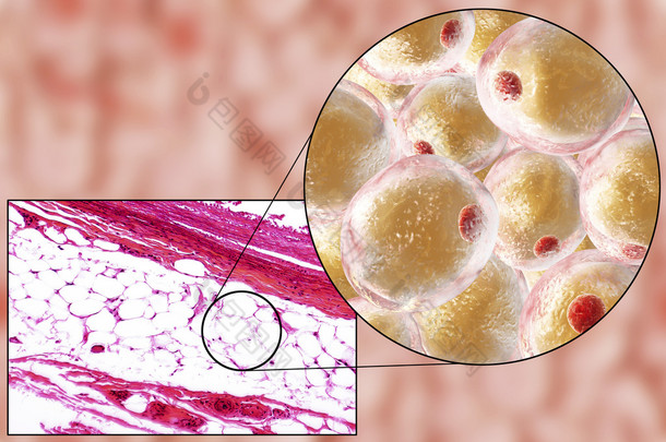 脂肪<strong>细胞</strong>、 显微图像和 3d 图