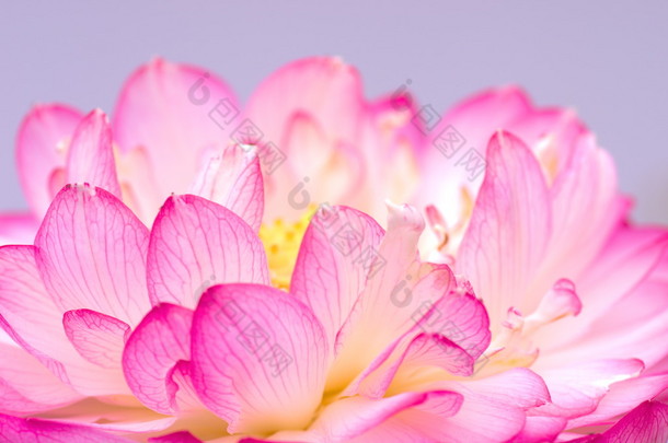 粉红和白色的莲<strong>花</strong>