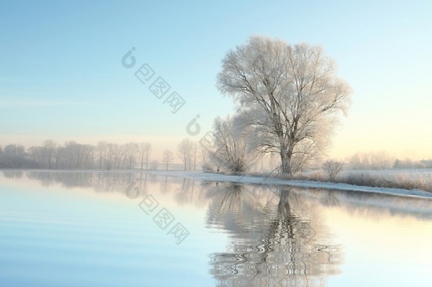 黎明时分冷冻树木冬天风景