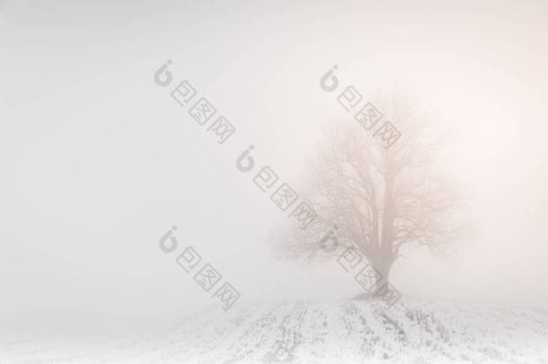 雾中的孤树