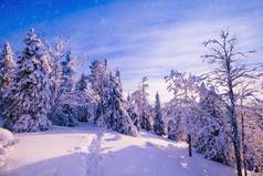 冬天山上覆盖着霜和积雪的树木