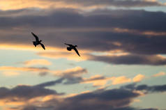 在落日的天空中飞行的剪影的鸭子 