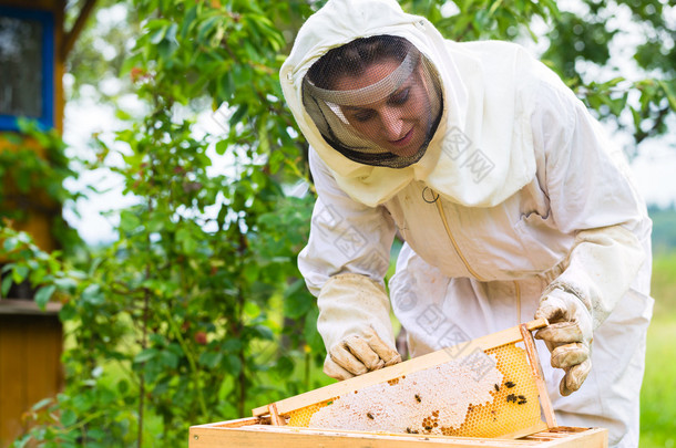养蜂人控制 beeyard 和<strong>蜜蜂</strong>