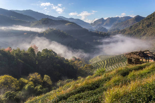 茶园美丽景观在 Doi 在进山，清迈，泰国著名的旅游胜地