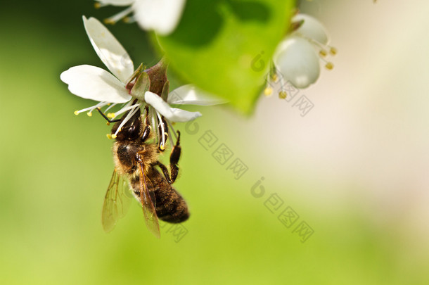一只蜜蜂在樱桃上