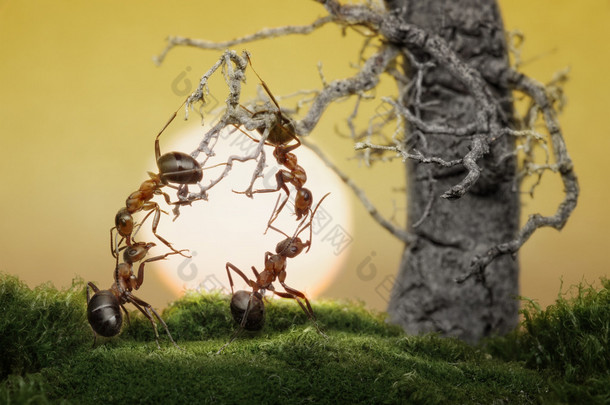 myrorna vet för att spela spel, vetenskapliga fakta