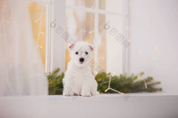 西部高地白色小狗在床上。圣诞风光和室内
