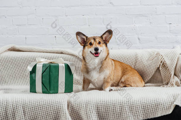 可爱的彭布罗克威尔士科尔吉狗沙发上的绿色礼物看着相机