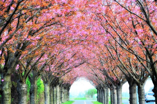 在春天开花沿一条路的樱桃树