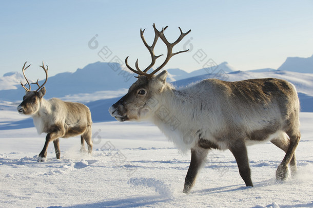 在挪威北部的特罗姆瑟地区，自然环境中的驯鹿.