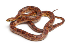 古典玉米蛇或红色老鼠蛇，pantherophis guttatus，在白色背景前