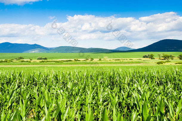 玉米地全景