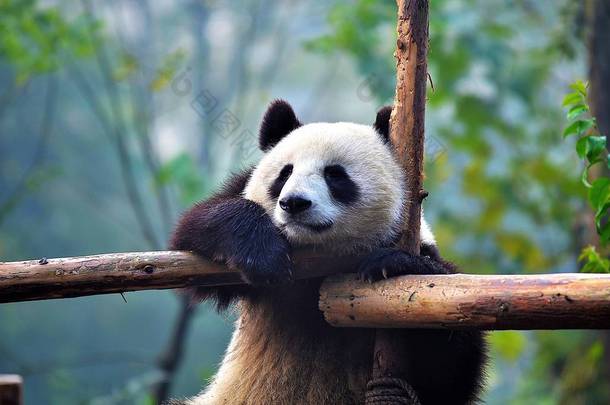 熊猫熊 hangging 在中国野生动物的树枝上。四川省碧峰峡自然保护区.