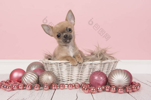 可爱的吉娃娃小狗在白色篮子周围粉红色和银色圣诞装饰