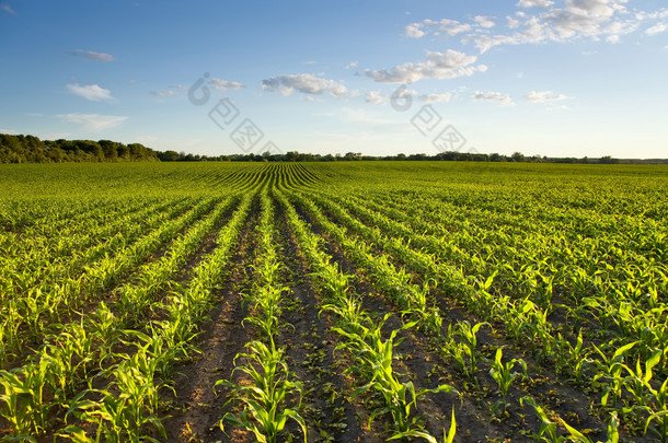 绿色领域与年轻玉米在日落