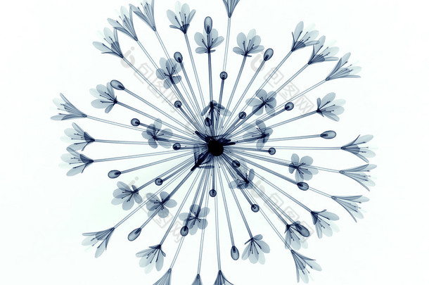 一朵花，白色，钟百子一个孤立的 x 射线图像