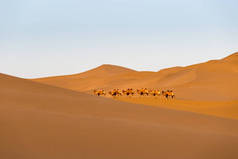 骆驼在沙漠中, 剪裁路径包括在内, 沙漠景观在黄昏