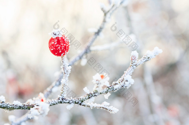 冬天的背景下，在冰冻的树枝上的红色浆果覆盖无线