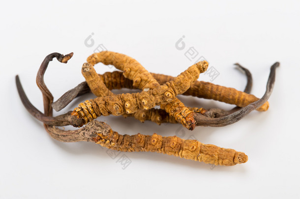 Yarsagumba 冬虫夏草冬虫夏草被用在传统中国医学喜马拉雅黄金尼泊尔孤立在白色背景 